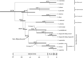 Image result for Carex bequaertii