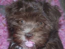Elevage De Bichon Havanais Suisse Chocolat Au Lait