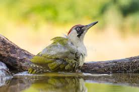How often should cacti be watered? 20 323 Woodpecker Photos Free Royalty Free Stock Photos From Dreamstime