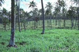 Image result for Panicum trichocladum