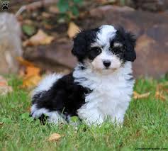 Click here to learn how to pick the best one for you! Havanese Mix Puppies For Sale Greenfield Puppies