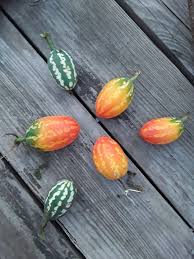 Image result for Coccinia adoensis