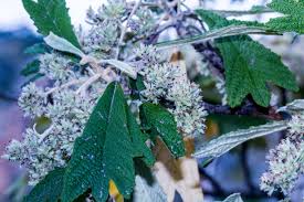 Image result for Tarchonanthus trilobus