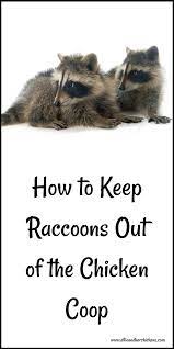 You can also spray the outside of your coop with a homemade raccoon repellent. Raccoons May Be Sly But Luckily Humans Can Usually Outsmart Them There Are Some Simple Steps You Can Take To Keep The Chicken Coop Chickens Chickens Backyard