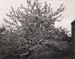 Image result for Apple Blossom 1934 Studebaker