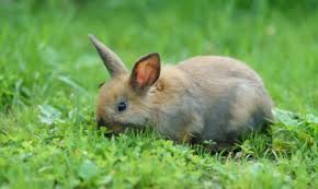 Almost all of it's music is by ludwig van beethoven (except the main theme of the video and the alphabet song) and the visual content consists of nature, toys and puppet shows featuring bard the dragon and other classic b.e. Can My Rabbit Eat Grass Do S And Don Ts Of Eating Grass Rabbit Hole Hay