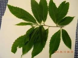 A favorite tree for parkland, old specimens of chestnut are often planted in groups or in lines in historic gardens and landscapes. Identifying Your Chestnut Tree The American Chestnut Foundation