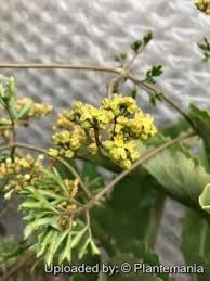 Image result for Cyphostemma montanum