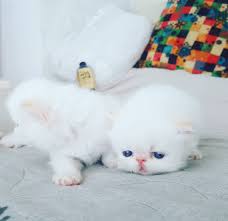 Kedisahiplendirme Kedi Cinskedi Irankedisi Irankedisiyavrulari Like4like Likeforlike Persiancat Kitten Denizlikedi Istanbulkedi Cats Kittens Animals