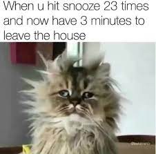 23 Amusing Animal Pics Guaranteed To Improve Your Mood Funny Yoga Memes Yoga Funny Nap Meme