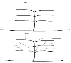 Cherry trees, selection, planting, pruning & aftercare. How To Prune Espalier Apple Tree