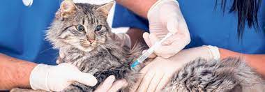 Wie oft und wann sollte eine katze geimpft werden? Welcher Pieks Muss Wirklich Sein Tierwelt