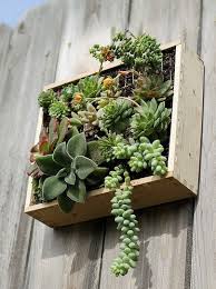 / visualizza altre idee su piante grasse, piante, giardino di piante grasse. Succulent Wall åŠã‚Šä¸‹ã'å¤šè‚‰æ¤ç‰© ã‚µãƒœãƒ†ãƒ³ã‚¬ãƒ¼ãƒ‡ãƒ³ ãƒãƒ³ã‚®ãƒ³ã‚°ã‚¬ãƒ¼ãƒ‡ãƒ³