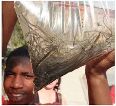 Species Profile: American Eel Stock Determined to be Depleted