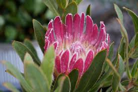 Image result for Platycoryne protearum