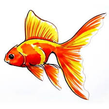 Goldfish Drawing Gold Fish Painting Watercolor Fish Fish Painting