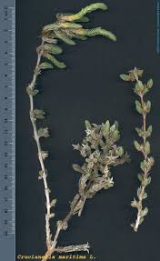 Image result for Crucianella