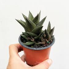 Image result for Haworthia limifolia