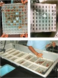 Individual lobster cells. A. Example of tube tray matrix, used during... |  Download Scientific Diagram