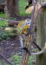 Common Squirrel Monkey Squirrel Monkey Pet Birds Animals