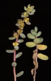 Image result for Suaeda vermiculata