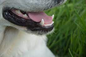 Evan antin recommends brushing your dog's teeth with a pet toothbrush every day. How Often Should I Brush My Dog S Teeth Mad Paws Blog