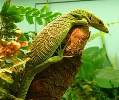 Maybe you would like to learn more about one of these? Emerald Tree Monitor Wikipedia