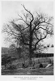 Boone, the couple's sixth child, received little formal education. Daniel Boone S Old Missouri Home Yesterday S America