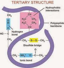 Question 6 (1 Point) Saved (Q6) Which Of The Following Is Accurate With  Respect To The Role Of Cysteine And Methionine In The Formation Of Disulfide  Bridges? A) Both Of These Amino