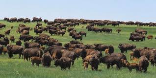Western Kansas Buffalo Herd by Keith Stokes