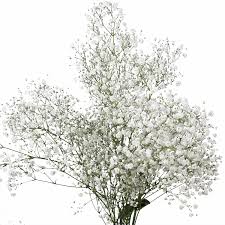 Care of cut flowers and foliage james c. Amazon Com Globalrose 30 Stems Of Baby S Breath Gypsophilia Fresh Flowers For Delivery Grocery Gourmet Food