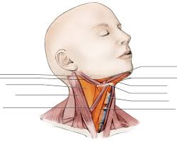 Learn more about head and neck anatomy, including the top part of the skeleton, muscles, and more with our digital flashcards. Head And Neck Figure 8 Surface Anatomy Diagram Quizlet