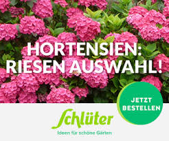 Ideen für einen schönen garten holt ihr euch bei garten schlüter. Die Hortensie Hydrangea Hortensien Ratgeber