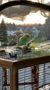 Badetag Video In 2020 Budgies Aquarium