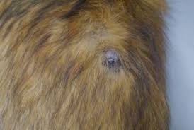 If you have skin cancer, it is important to know which type you have because it affects your treatment options and your outlook (prognosis). Current Insights Into Canine Cutaneous Melanocytic Tumours Diagnosis Intechopen