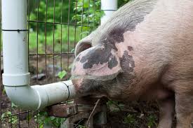 how to make a pig waterer from pvc pipe