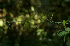 Image result for Periploca linearifolia