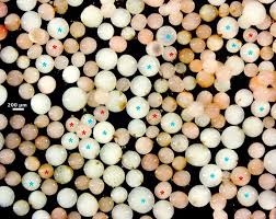 Image result for Margaretta rosea