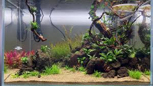 You may be able to get away with a quick debris removal using a pool net, but if the pond is very dirty, you'll need to remove most of the water as well. Clear Garden 60p Xd Flowgrow Aquascape Aquarien Datenbank