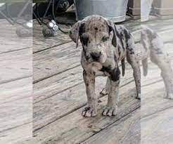 We did not find results for: Puppyfinder Com Great Dane Puppies Puppies For Sale Near Me In Findlay Ohio Usa Page 1 Displays 10