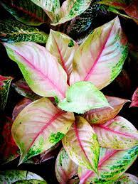 Pin Di Aglaonema Hybrids Collection