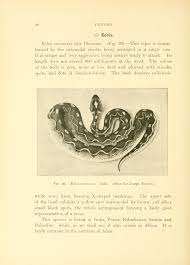 Venoms Biodiversity Heritage Library Biodiversity Heritage Library