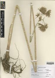 Image result for Cyperus articulatus