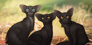 Crowfeather Nightcloud And Breezepelt