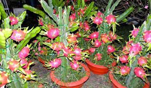 Maybe you would like to learn more about one of these? 14 Tanaman Buah Dalam Pot Yang Cepat Berbuah Dan Menguntungkan
