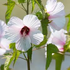 Image result for Hibiscus noldeae