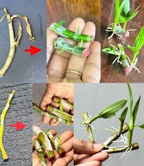 Image result for orchid cuttings