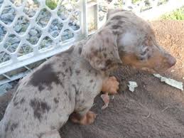 Check spelling or type a new query. Miniature Dachshund Puppies For Sale Near Pittsburgh Pa