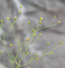 Image result for Schkuhria pinnata