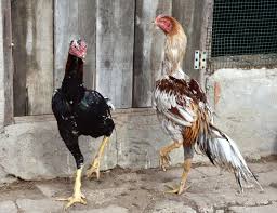 They are available at alibaba.com from renowned sellers across the globe. Roosters Saved From Life In The Cockfighting Ring In Turkey Daily Sabah